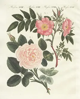 Handcoloredcopperplate Prints: Virginia rose, Rosa lucida, and Rosa truncata major