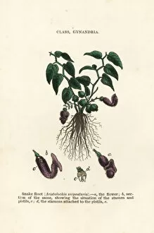 Botanist Collection: Virginia snakeroot, Aristolochia serpentaria