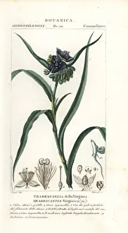 Virginia spiderwort, Tradescantia virginiana