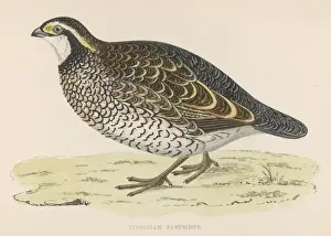 Virginian Partridge
