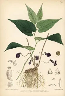 Apothecary Prints: Virginian snakeroot, Aristolochia serpentaria
