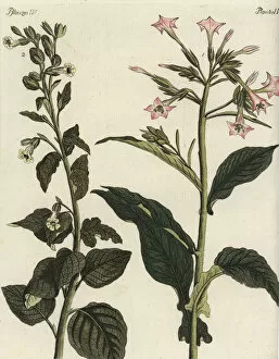 Nicotiana Gallery: Virginian and wild tobacco