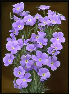 Silene Collection: Viscaria Oculata, Blue Pearl