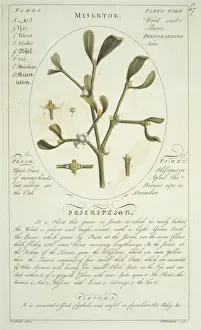 Viscum album, mistletoe