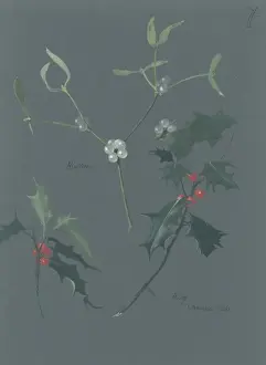 Evergreen Prints: Viscum album, mistletoe & Ilex sp. holly