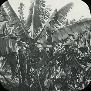 Banana Prints: Visit to Madeira - Banana trees and Fruit