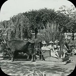 Oxen Gallery: Visit to Madeira - A Basket Bullock Carro