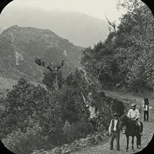 Visit to Madeira - In the Ribiero Frio