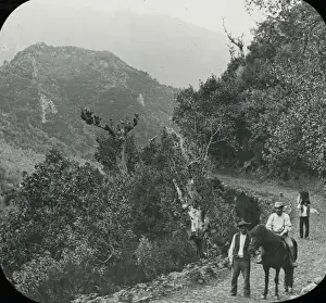 Lots Prints: Visit to Madeira - In the Ribiero Frio