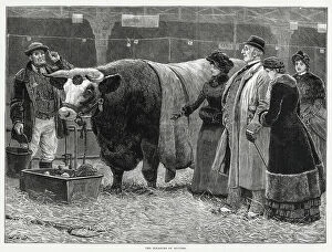 Admiring Collection: Visitors (on right) to the Christmas Cattle Show at the Agricultural Hall, Islington