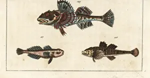 Scorpion Prints: Vit sculpin, pogge, and sea scorpion