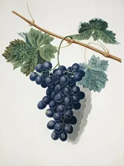 Juicy Prints: Vitis sp. black grape