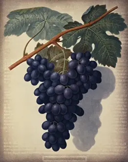 Vitis sp. black grape