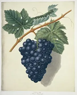Grapevine Prints: Vitis sp. black Hamburg grape