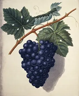 Juicy Prints: Vitis sp. Black Hamburgh grape
