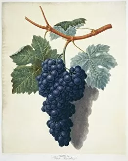 Juicy Collection: Vitis sp. black muscadine grape