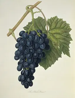 William Hooker Prints: Vitis sp. grape (Black Prince Grape)