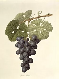 Edible Gallery: Vitis sp. grape (The Raisin de Carmes)