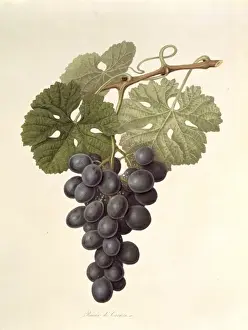 William Hooker Prints: Vitis sp. grape (The Raisin de Carmes)
