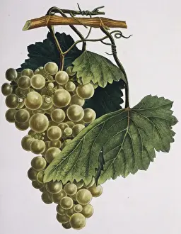 Vitis sp. grapes