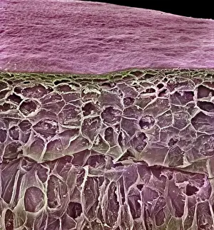 Magnification Prints: Vitis sp. red grape