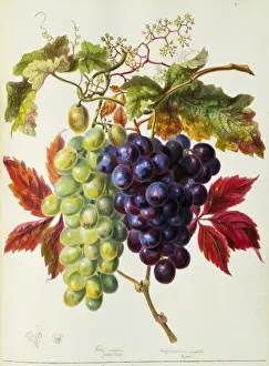 Juicy Prints: Vitis sp. vine grapes