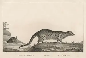 GENET