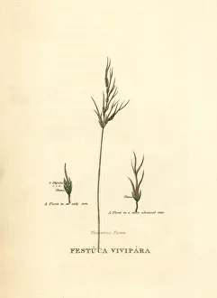 Viviparous sheep's fescue, Festuca vivipara Viviparous sheep's fescue, Festuca vivipara