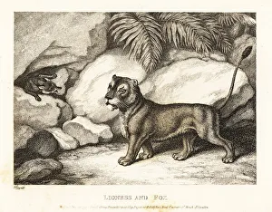 Gay And Phaedrus Prints: A vixen and a lioness discuss the size of their broods