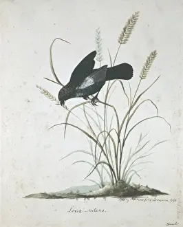 1743 1820 Prints: Volatinia jacarina, blue-black grassquit