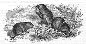 Carrot Prints: Voles and vegetables