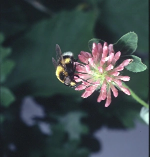 Hover Fly Collection: Volucella sp. hover-fly