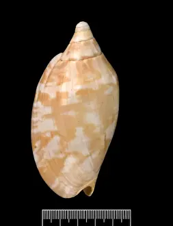 Voluta aulica