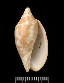 Voluta Prints: Voluta aulica