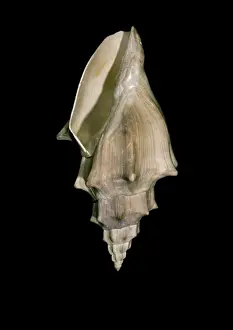 Voluta Prints: Voluta muricina, gastropod