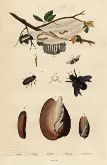 Volute Prints: Volute, beetle, carpenter bee and moth