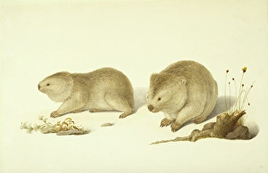 Vombatus ursinus, common wombat