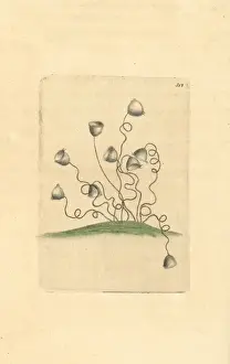 Protozoan Prints: Vorticella convallaria, protozoan