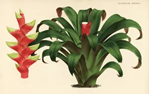 Vriesea Prints: Vriesea heliconioides