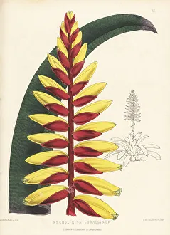 Nurseryman Prints: Vriesea platynema