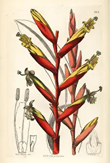 Vriesea psittacina