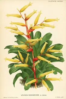 Epiphyte Prints: Vriesea rodigasiana