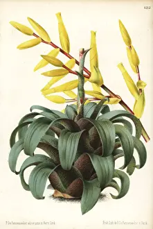 Vriesea saundersii