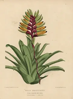 Honywood Prints: Vriesia brachystachys, a handsome compact plant
