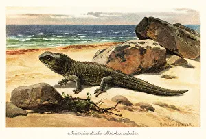 Herpetology Prints: Vulnerable tuatara, Sphenodon punctatus, on the shore