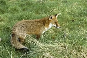 Vulpes vulpes, red fox