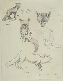 Vulpes vulpes, red fox