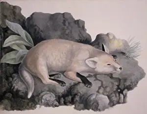 Vulpes vulpes, red fox