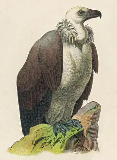 Vulture Prints: VULTURE