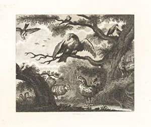 Sparrow Prints: The Vulture, the Sparrow and Other Birds